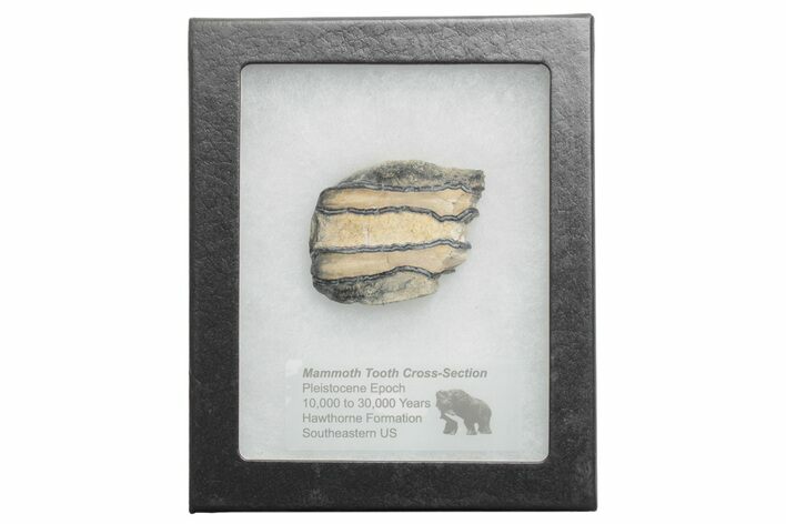 Mammoth Molar Slice with Case - South Carolina #217916